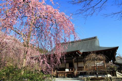 8 Spectacular Kyoto Sakura Sightseeing Spots - WAttention.com