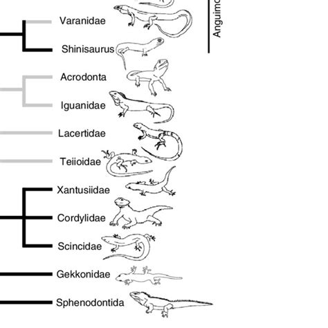 Evolution of bipedalism within extant lizards. Phylogeny and cartoons... | Download Scientific ...