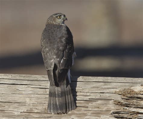 Sharp-shinned Hawk | San Diego Bird Spot