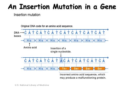 Point Mutation Definition Biology at Jewell Patterson blog