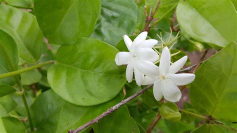 white jasmine flower free image | Peakpx