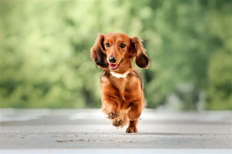 Long Haired Dachshund: What To Know About This Stunning Breed