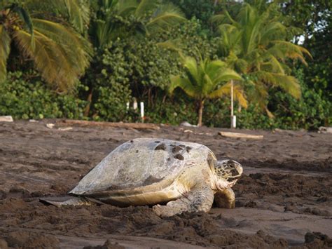 Tortuguero National Park: A Complete Guide | Rough Guides