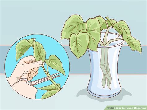 3 Ways to Prune Begonias - wikiHow