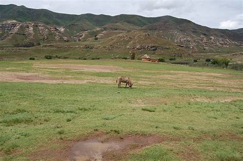 90+ Lesotho Wildlife Stock Photos, Pictures & Royalty-Free Images - iStock