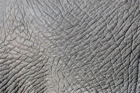 Elephant skin stock photo. Image of ecology, five, kruger - 44539032