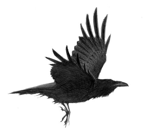 Crow Bird, Raven Bird, Beautiful Birds, Animals Beautiful, Phoenix Drawing, Magpie Art, House Of ...