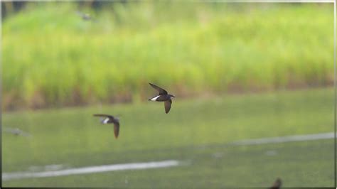 Silver-backed Needletail 灰喉針尾雨燕 | jjcat | Flickr