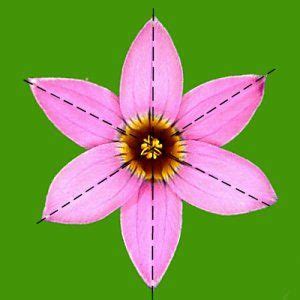 What is Actinomorphic Flower? - Definition from Maximum Yield | Flower definitions, Geometry in ...