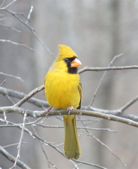 You Have A Better Chance Of Winning Powerball Than Seeing This Yellow Cardinal | Animals ...