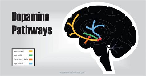 Dopamine Pathways In The Brain