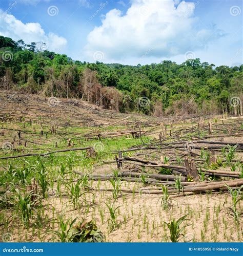 Deforestation in the Philippines Stock Photo - Image of exploitation ...