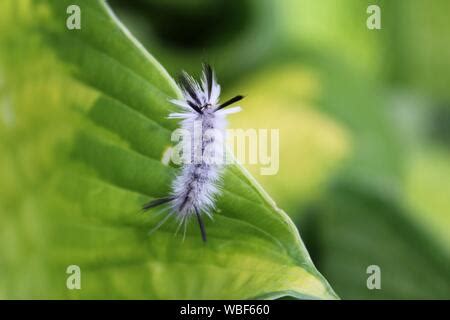 Fuzzy white hickory tussock moth caterpillar. Insect that can cause allergic skin reactions ...