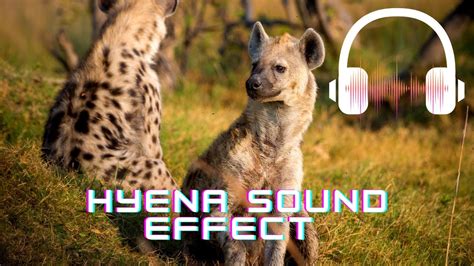 Hyena sound effect | Hyena sounds | What sounds does a hyena make ...