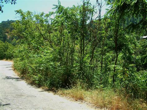 Ailanthus altissima Profile – California Invasive Plant Council