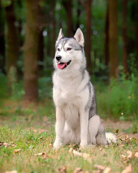 Wooly Husky: Facts About Wooly Siberian Huskies (With FAQs)