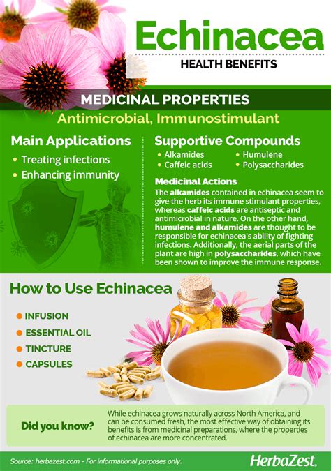 Echinacea | HerbaZest