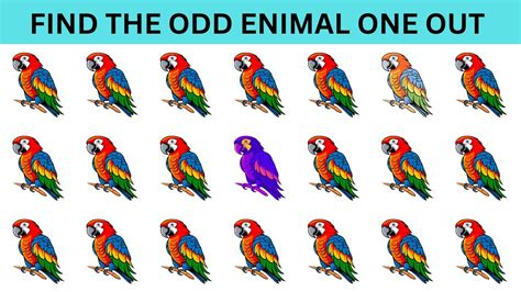 Find the ODD One Out - Animal Edition 🐭🐶😾| Easy, Medium, Hard - 15 Ultimate Levels| Quiz war ...