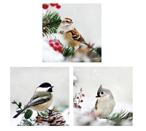 Winter Photography Birds Photo Set of 3 Wildlife Prints, Winter Bird ...