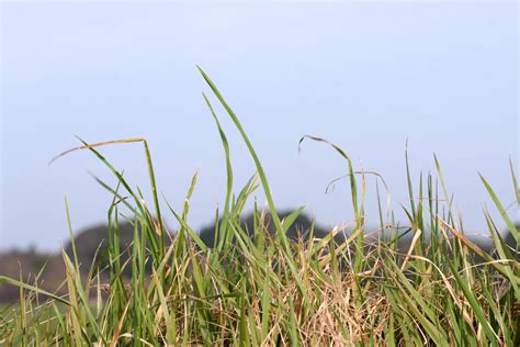 Grass Free Stock Photo - Public Domain Pictures