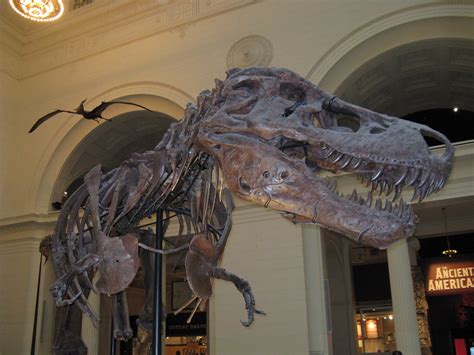 SUE - Tyranosaurus Rex - Field Museum - Chicago | SUE - the … | Flickr