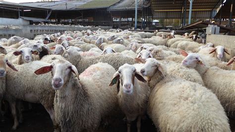 Sheep farming in Israel is some of the most productive in the world