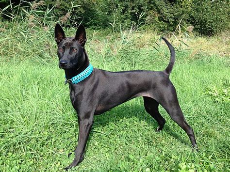 Thai Ridgeback Dogs – Ten Facts You Need To Know! | Always Learning!