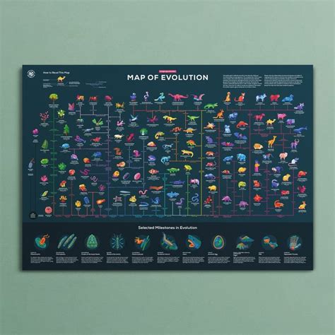 kurzgesagt shop – in a nutshell – kurzgesagt | Infographic poster, Evolution, Infographic