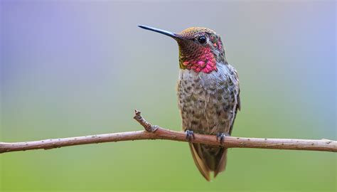 Anna's hummingbird | San Diego Zoo Wildlife Explorers