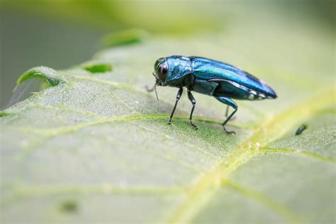 Tree Borers: Destructive Insect Pests - Tree Topics