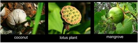 Seeds dispersed by water - KnowYourScience