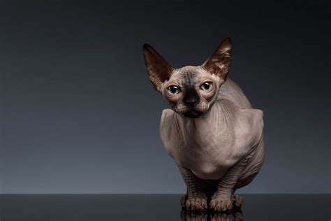 Sphynx Cat Breed Profile - Cat-World