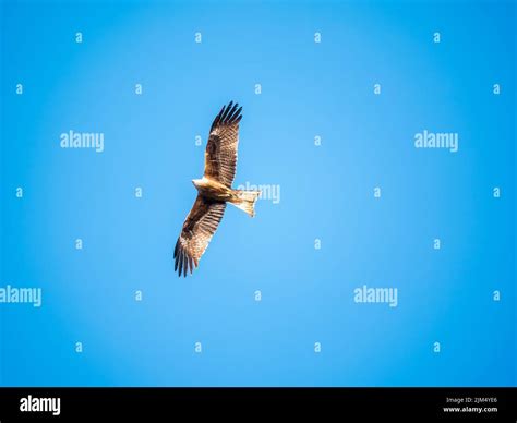 The bird of prey Black Kite flying in blue Sky. The black kite, Milvus ...