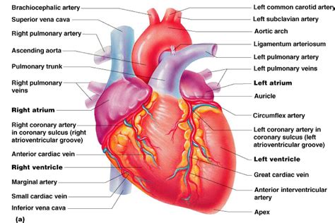 Internnal Diagram Heart Internal Diagram Heart Internal Structure Human Heart Anatomy | Heart ...