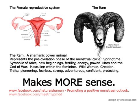 The female reproductive system as The Symbolical Ram | witches ...