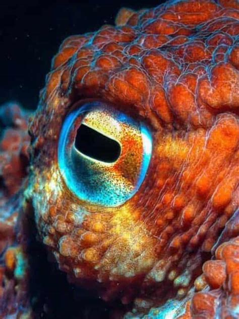 Octopus Eyes: Everything You Need To Know About Cephalopod Vision Story - OctoNation - The ...