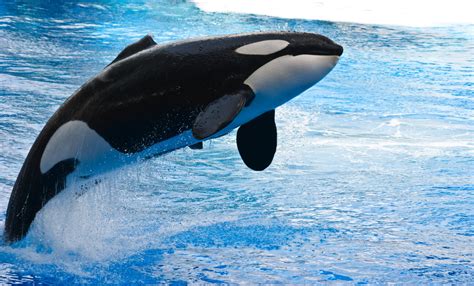 White and black whale, orca, animals, whale, water HD wallpaper ...