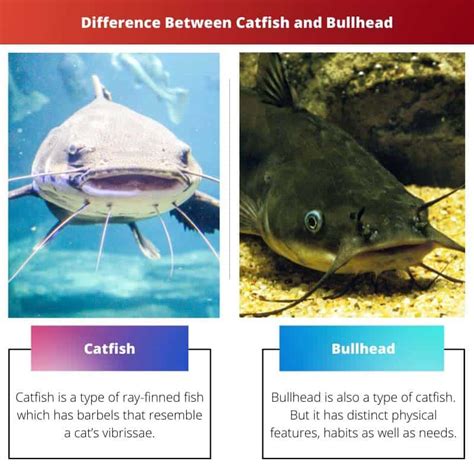 Catfish vs Bullhead: Difference and Comparison