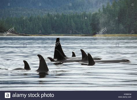 Orca Pod Stock Photos & Orca Pod Stock Images - Alamy