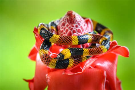 "Coral Snake" Images – Browse 29 Stock Photos, Vectors, and Video ...