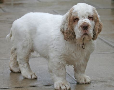 Clumber Spaniel - Puppies, Rescue, Breeders, Pictures, Temperament | Animals Breeds