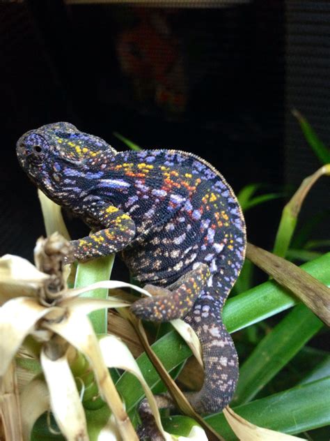 Carpet Chameleon (female) | Reptiles and amphibians, Animals, Colorful lizards