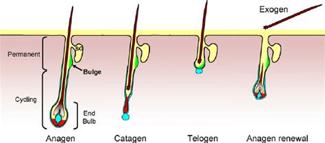 Hair follicle cycle. The different stages of the adult hair follicle ...