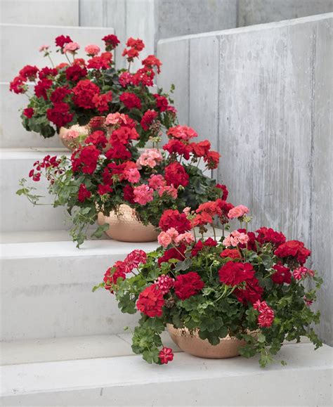 13 little known facts about geranium and pelargonium plants | Container garden design, Container ...