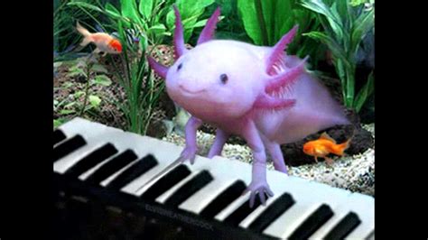 Piano Axolotl - YouTube