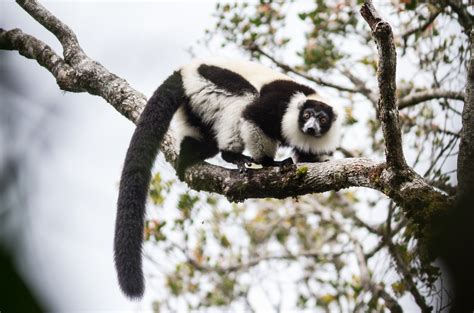 Experts call for new government to rescue Madagascar’s wildlife - Earth.com