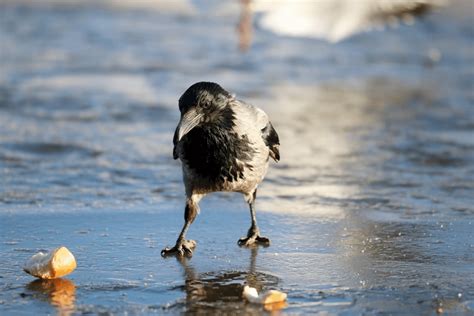 What Do Crows Eat? - Backyard Bird Watchers