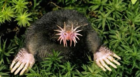 Facts About Moles | Live Science