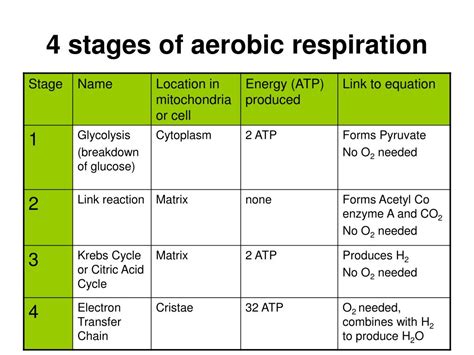 Four Stages Of Aerobic Respiration