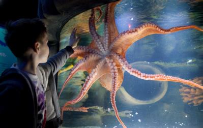 SEA LIFE London Aquarium - what to expect & the best deals